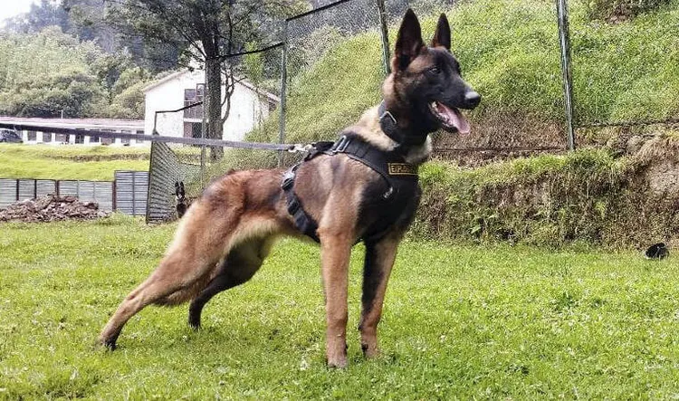 哥倫比亞特種部隊搜救犬威爾遜（Wilson）的英姿。翻攝twitter/Colombia military