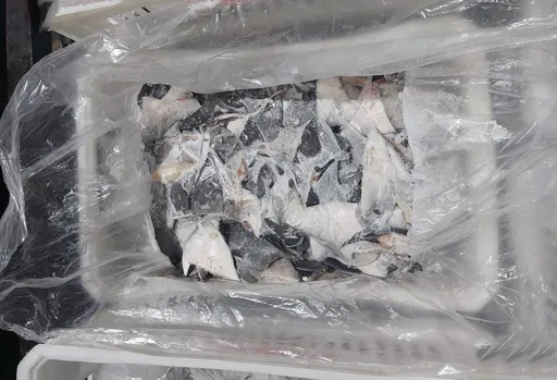 29噸魚翅查扣!1萬隻瀕危鯊魚慘死 巴西:全球最大宗