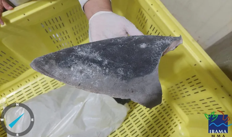 這批貨物代表了約1萬隻2種瀕危鯊魚死亡，分別為大青鯊和尖吻鯖鯊。路透社