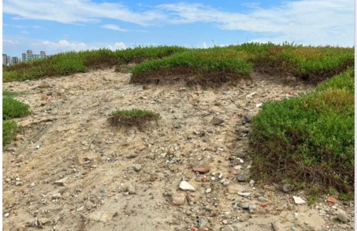 新竹市風箏賽場。新竹市議會國民黨團提供