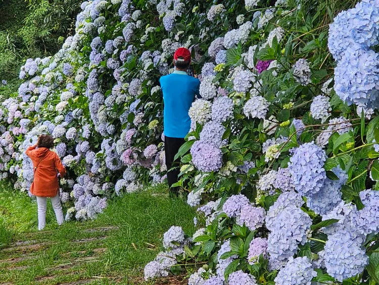 武陵農場的繡球花牆。武陵農場提供