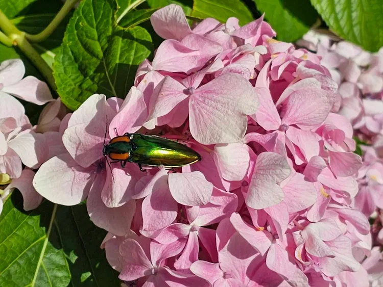 遊客在浪漫粉紅色的繡球花瓣上遇見保育類昆蟲，直呼好幸運。武陵農場提供