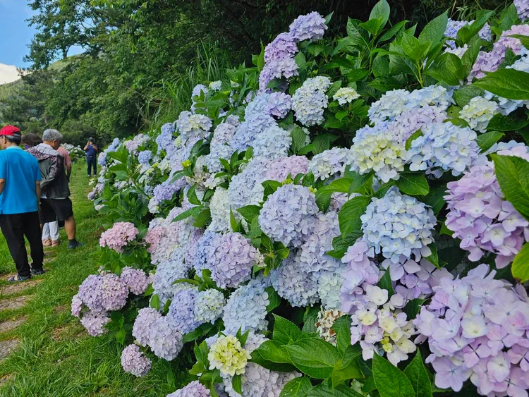 武陵農場繡球花盛開。武陵農場提供