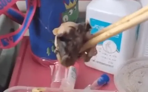 「指鼠為鴨」效應!重慶醫院便當驚見鼠頭 網笑:百分之百鴨脖