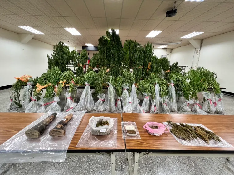 警方查獲上百餘大麻植株。翻攝畫面