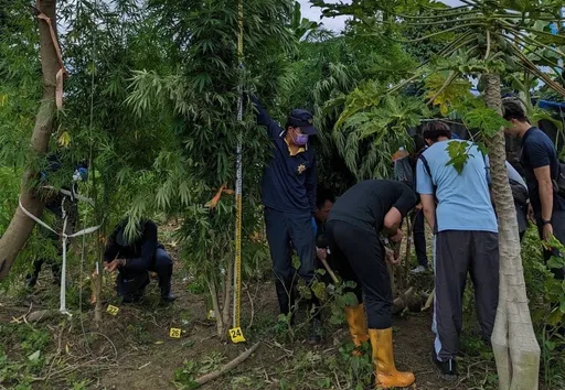 菜园当大麻农场!警查获近千万元百余株大麻树 竟是这对夫妻种的