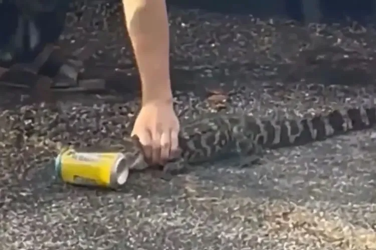 中二屁孩用小鱷魚咬住啤酒罐。翻攝twitter/WFLA