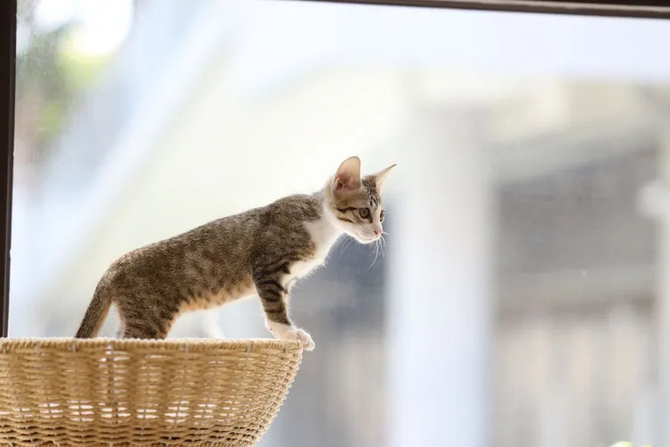 Q醬。新竹縣府提供