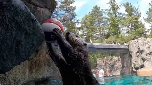 海獺被訓練投籃復健　「灌籃高手」影片超療癒