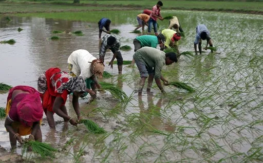 印度禁止出口 專家警告亞洲稻米價格快失控