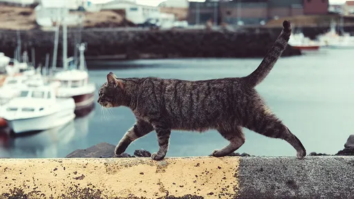 流浪貓殺人！　男嬰出生15天被叼上屋頂扔下樓當場斃命