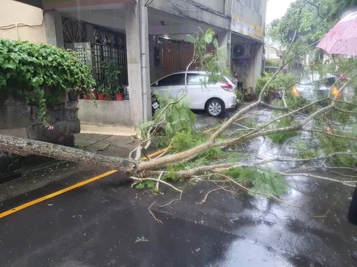 午後雷雨挾強風　桃園大溪路樹倒塌一時阻通行