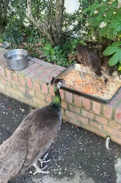 孔雀放養未做好區域管制害命。投訴人授權提供