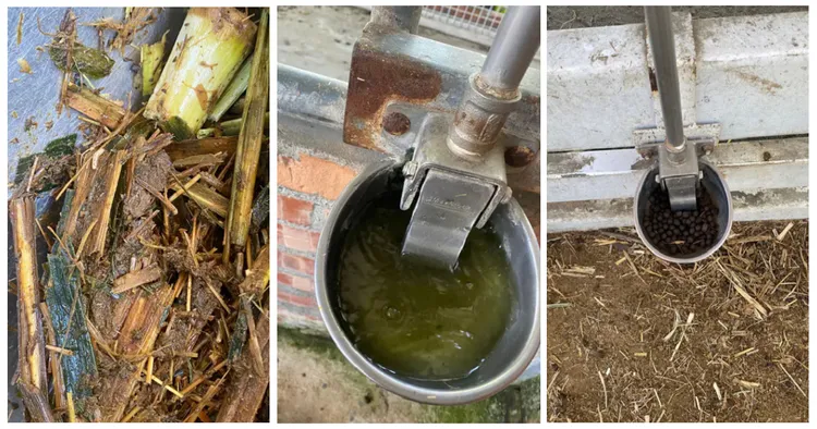 原PO任職時還直擊動物的飲水系統及飼料槽不乾淨，甚至長蛆，是她清潔才改善。投訴人授權提供