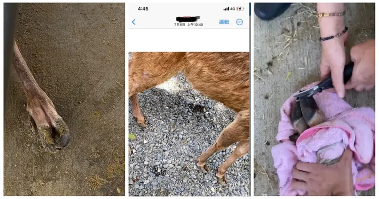 離職女員工指水鹿指甲非常長交疊在一起導致走路常跌倒，通報3次主管都漠視，最後由經理自行用檳榔剪處理，害水鹿受傷流血。投訴人授權提供