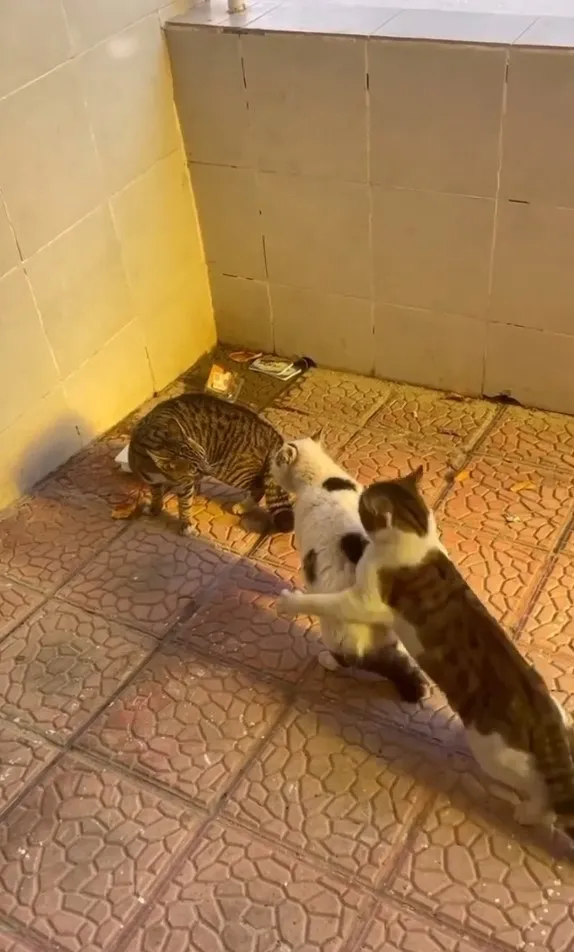 貓試圖引起另一隻貓注意，隨後就跳到牠身上。IG @petsis_high 提供