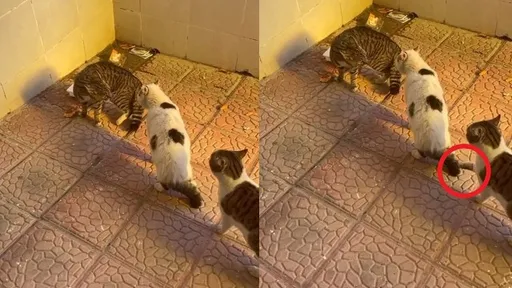 「黃雀」在後！3貓搶食一觸即發　牠等不及先動手開戰