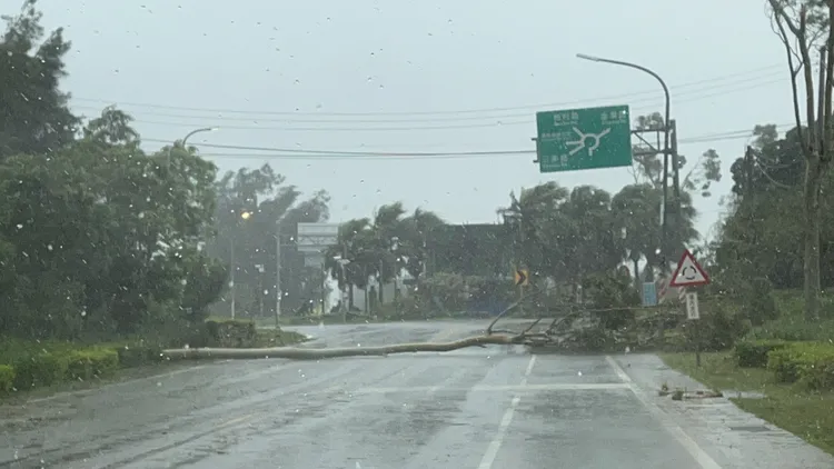 金門路樹多有吹倒。陳玉珍辦公室提供