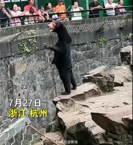 工讀生出來!遊客懷疑熊「人模人樣」 動物園一語道破「這關鍵」