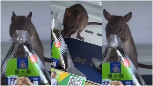 超商老鼠扒開飯糰大口吃 10秒影片曝光!民眾驚嚇:噁爆了