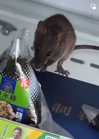 一隻老鼠爬上鮮食貨架，扒著貨架上的飯糰大快朵頤。