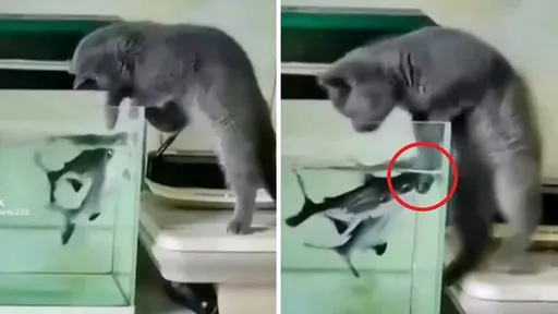 喵星人12秒惹毛2條魚 畫面太痛我不敢看