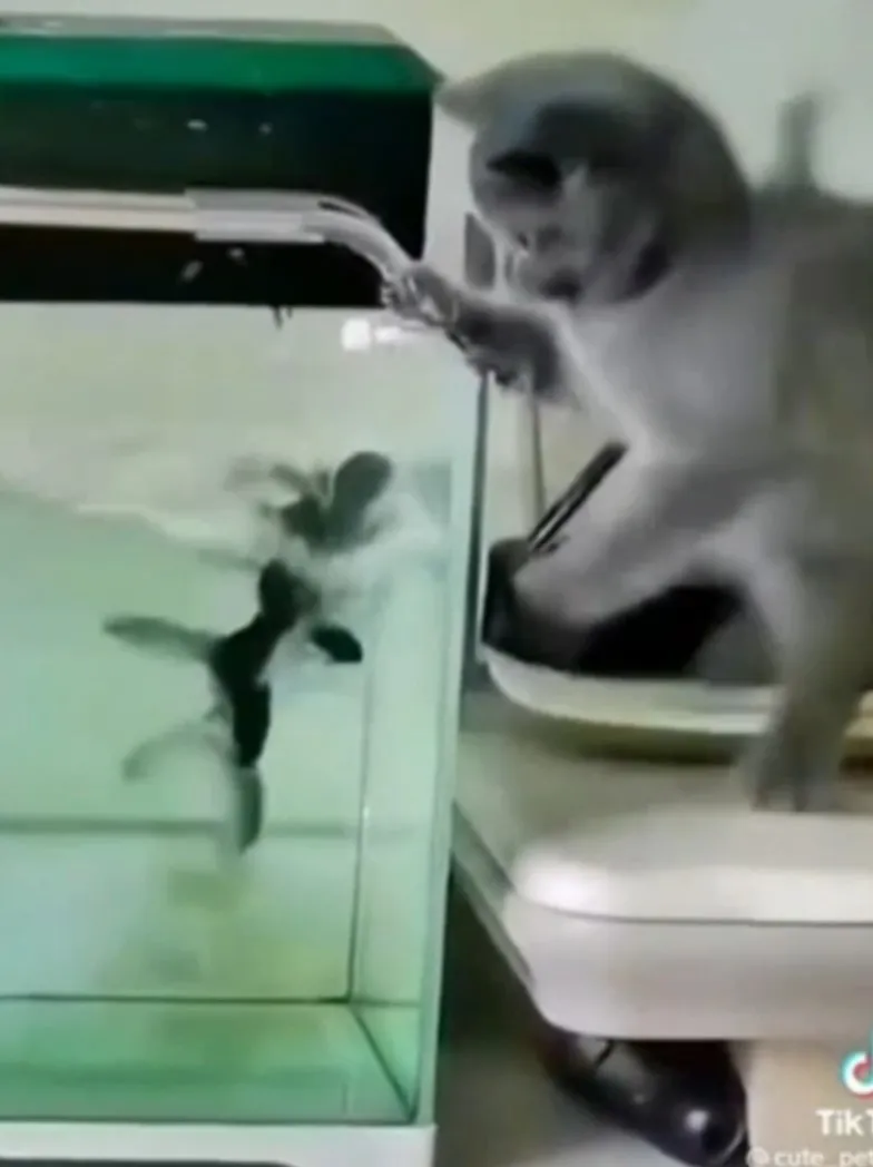 貓咪對著水族箱裡的魚很感興趣。TikTok:@cute_pets233 / 官方網站:https://gosuki.jp/ 提供