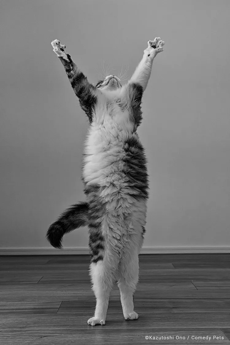 《勝利》©Kazutoshi Ono/Comedy Pets