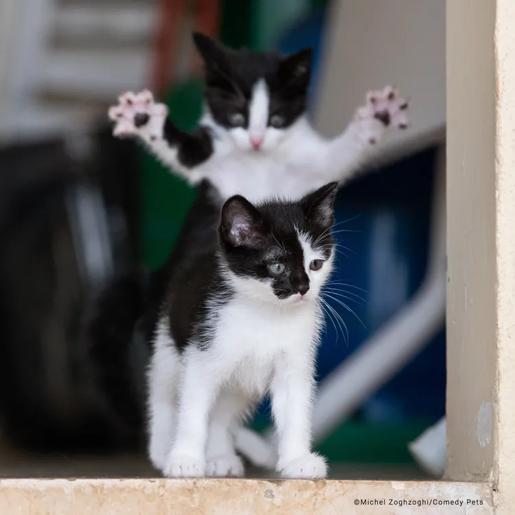 《改變生命的事件》©Michel Zoghzoghi/Comedy Pets