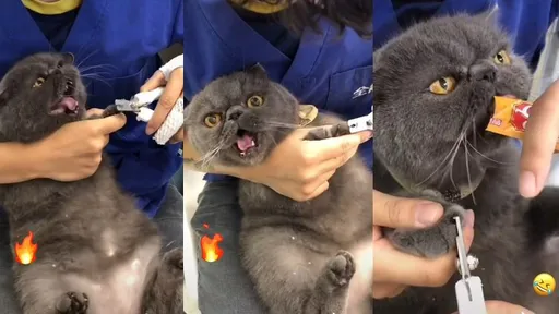 怒!就跟你說不要碰我指甲 「拿來啦!」神物救援OK了