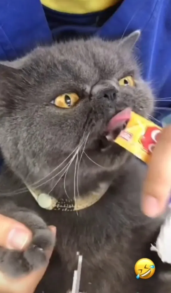 給偶食物一切好辦事，這是唯一可以轉移偶注意力的方式。TikTok@powpowqqplus 提供