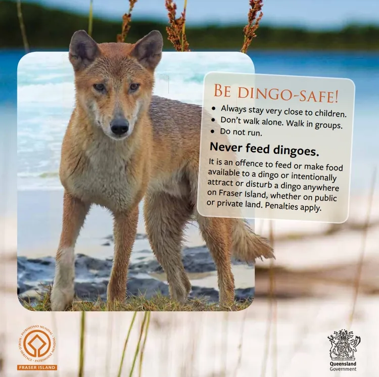 昆士蘭政府製作各式防澳洲野犬攻擊的宣導圖片。翻攝昆士蘭政府官網