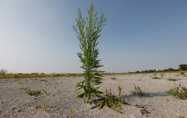 全球暖化與氣候極端化問題嚴重，圖為乾涸的奧地利湖泊。路透社