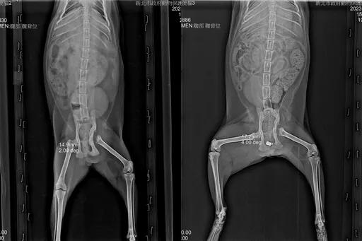 新北兽医自制撑开器拉宽骨盆2.3mm 便秘猫「夹缝中」找到春天