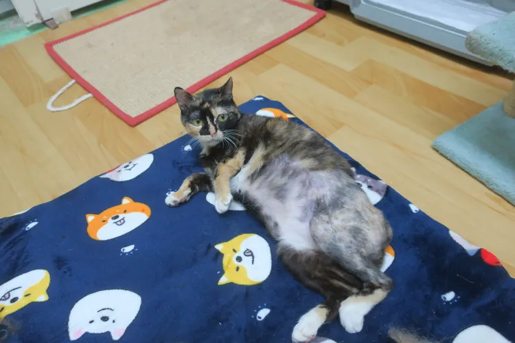 袞袞術後解決跛腳與便祕問題。動保處提供