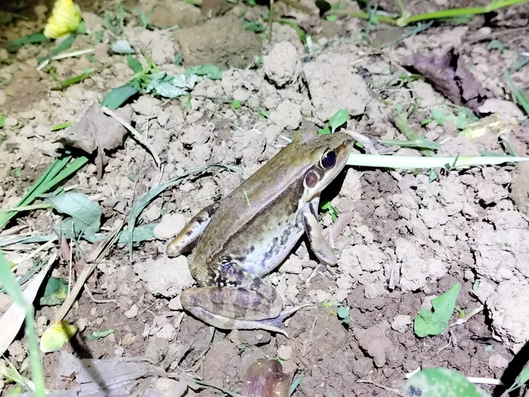 涵洞內大型蛙鳴和犬吠聲極為相似。動保處提供