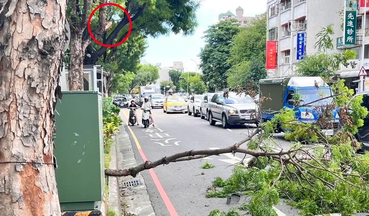 斷裂的樹枝剛好砸中陳女及其侄子的機車。民眾提供