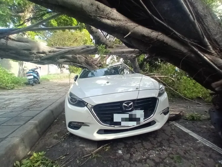 路邊停車的車輛無端受災。讀者提供
