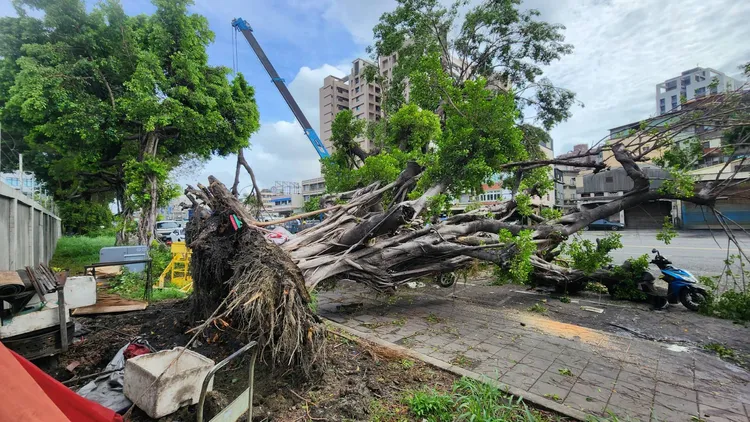 路樹疑因土穰鬆軟倒塌。公園處提供