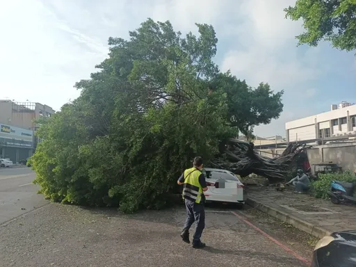高雄再傳風災!大樹突倒向大馬路 壓垮轎車釀2騎士受傷