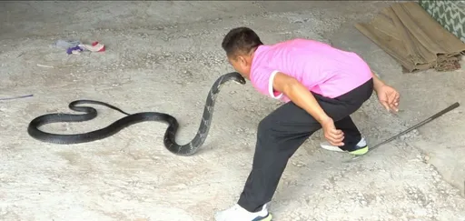 世界紀錄眼鏡蛇王宣布退休 坦白說出原因