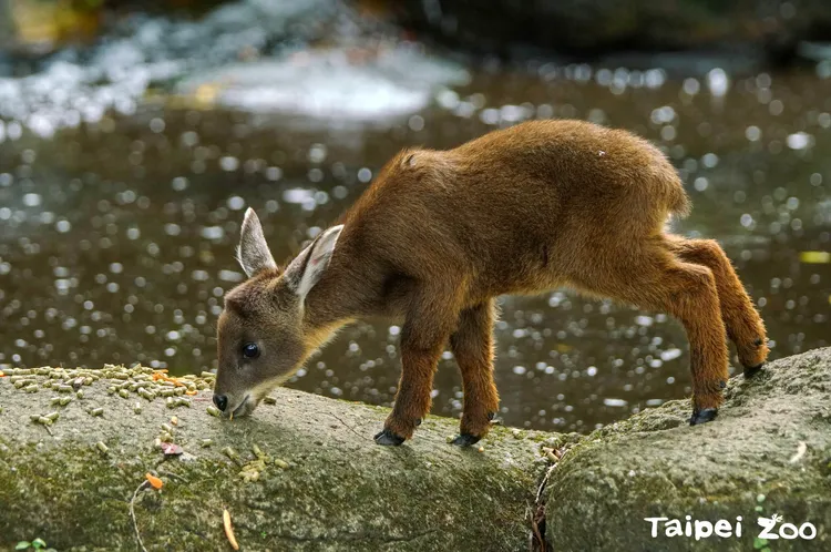 台北市立動物園的台灣野山羊寶寶「薇寶」已滿月。翻攝臉書「Taipei Zoo 臺北市立動物園」