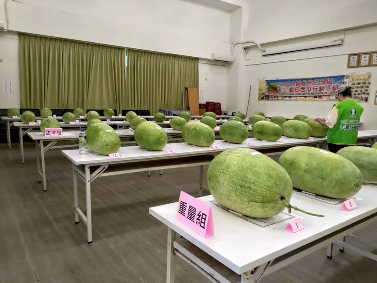 三芝西瓜評鑑由公正裁判來秤重與測試甜度，獲獎者奪下總統牌西瓜稱號。公所提供