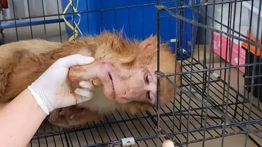 寺廟潑猴「詭異下巴」讓牠生活無法自理 害牠救牠的都是人類