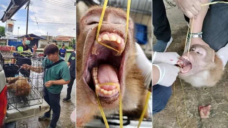 翻攝自《MGR ONLINE》