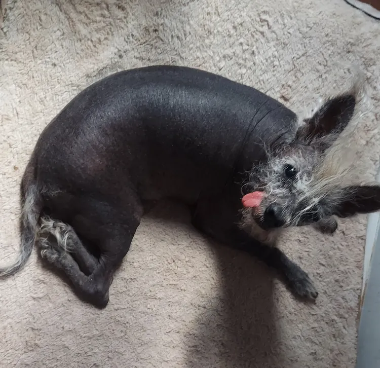 速可達兩條後腿天生扭曲變形，無法正常行走。翻攝世界最醜狗狗比賽網站