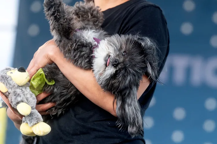 可愛的參賽狗。美聯社