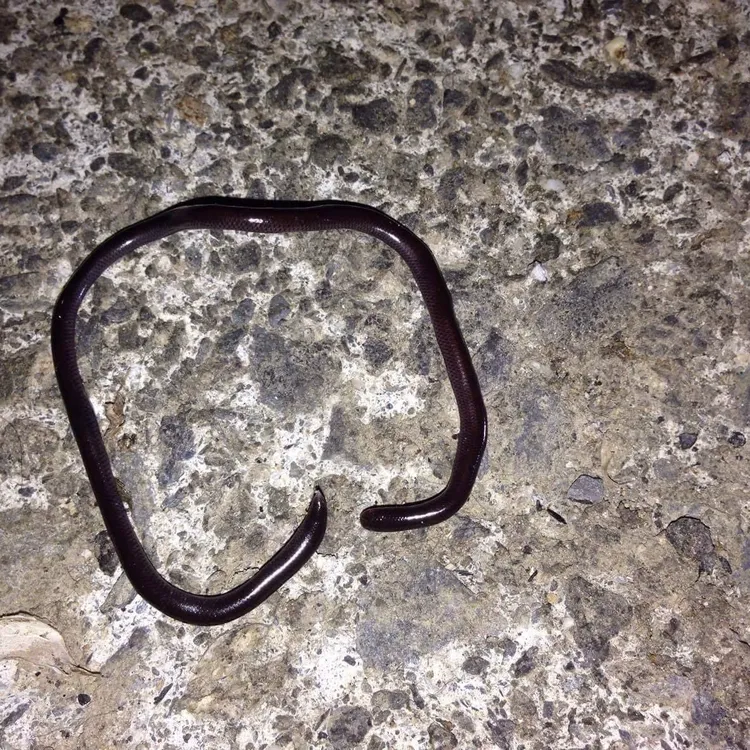 高美館藝術生態園區有盲蛇。王士豪攝