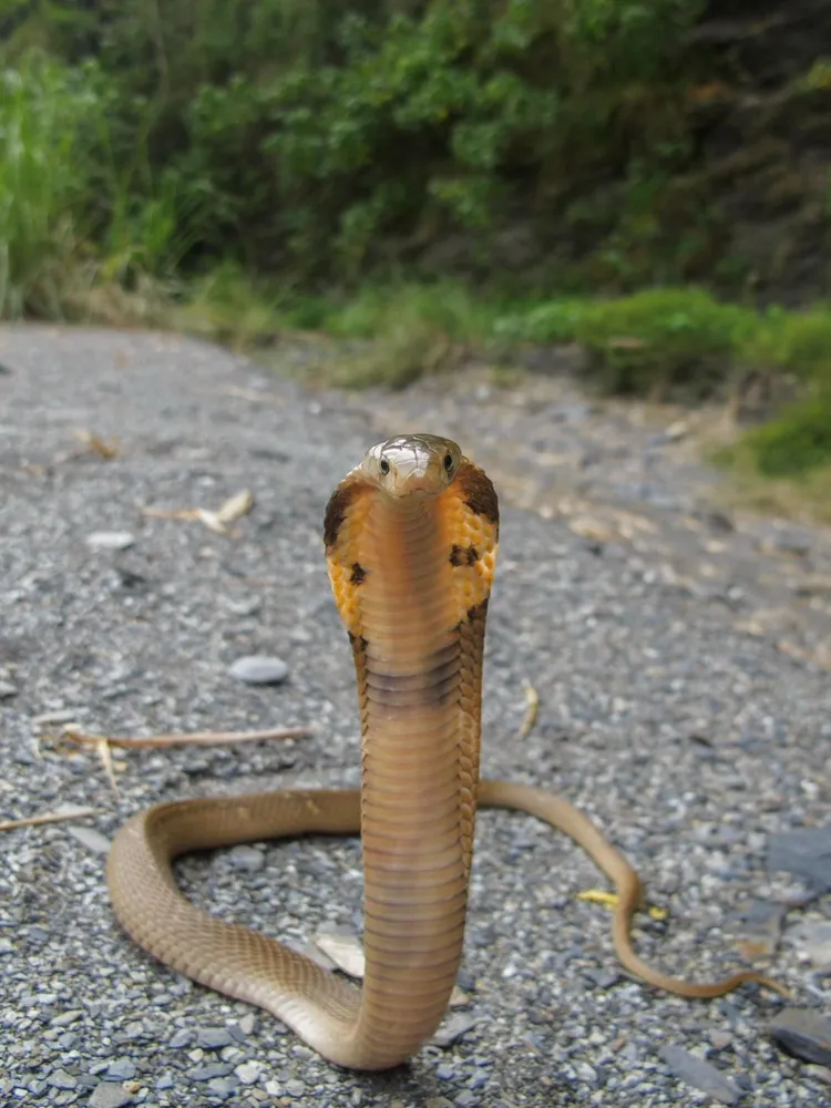 高美館藝術生態園區有眼鏡蛇。王士豪攝