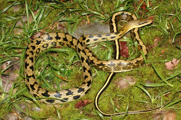 高美館藝術生態園區有黑眉錦蛇。蔡添順攝